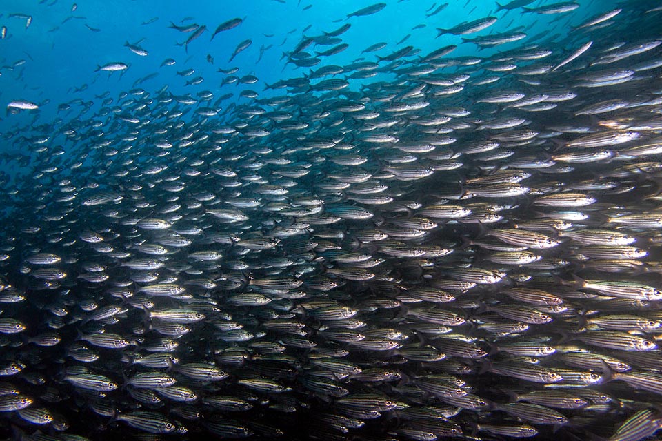 Brachygenys jessiae si nutre infatti esclusivamente di zooplancton soggetto a frequenti morie per il surriscaldamento delle acque superficiali.