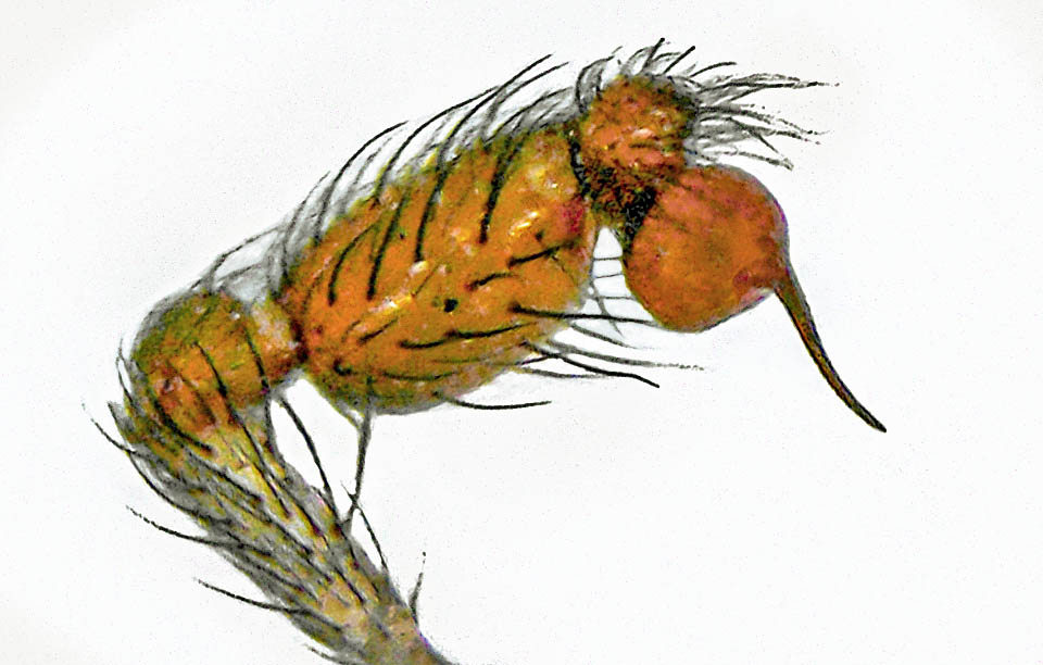 Pedipalpo di Loxosceles rufescens utilizzato insieme ai cheliceri, dotati di artiglio velenoso, per avvicinare il cibo all'apertura boccale. Nei maschi serve anche per l'ineminazione delle femmine.