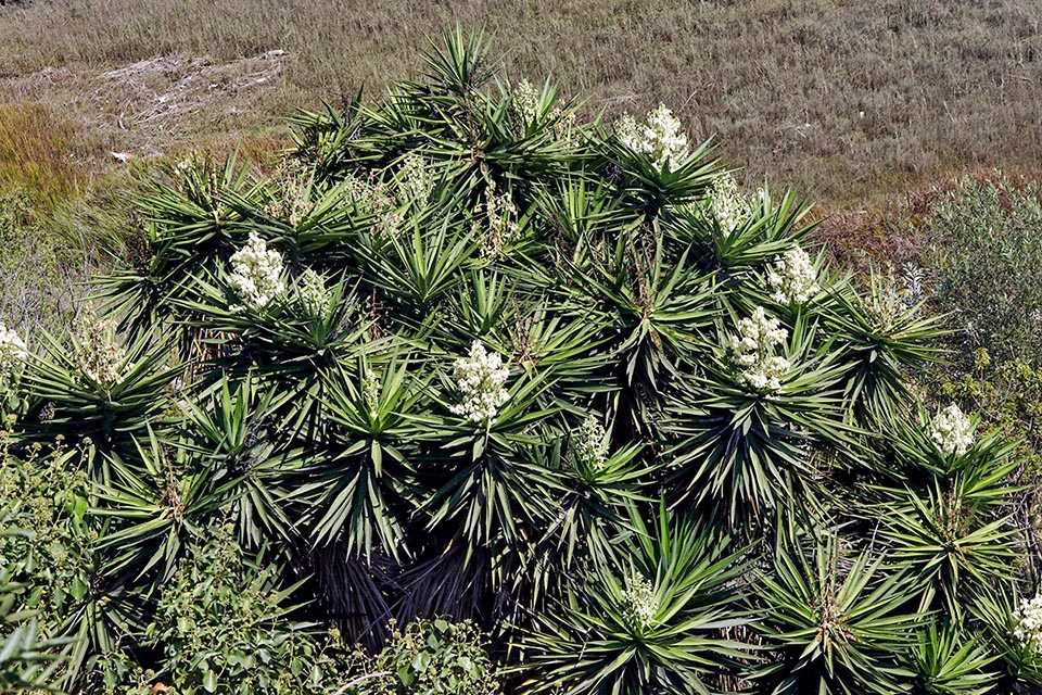 Le foglie rigide, acuminate all’apice con una lunga spina aghiforme, sono disposte a spirale in prossimità dei rami superiori mentre il tronco e i rami inferiori di Yucca gigantea ne sono privi.