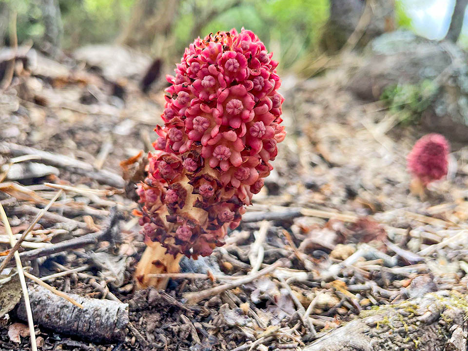 Une inflorescence femelle de Bdallophytum andrieuxii. Chez les deux sexes les fleurs dégagent une odeur de fruit pourri. Elles attirent les fourmis, les mouches de charognes et les papillons.