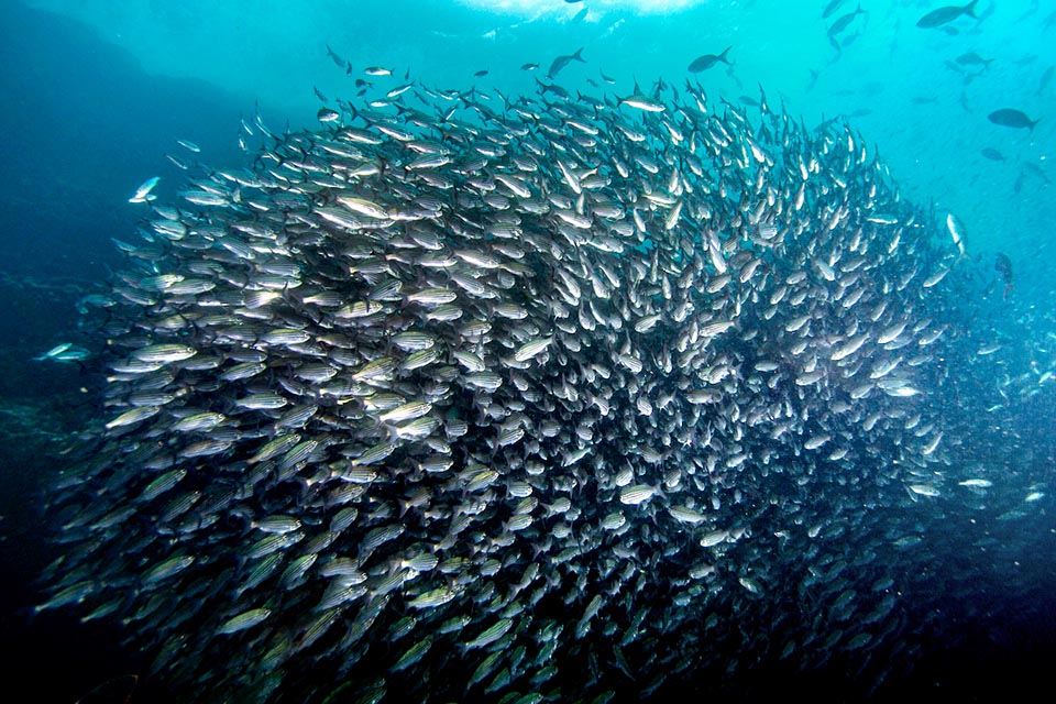 Brachygenys jessiae forma enormi banchi compatti che riposano immobili durante il giorno per sfuggire allo sguardo dei predatori.