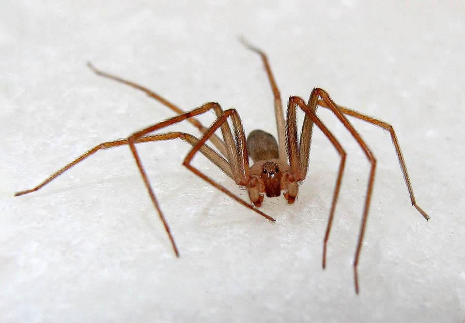 Un mâle de Loxosceles rufescens. Son corps mesure environ 7 mm mais atteint 5 à 6 cm avec ses longues pattes.