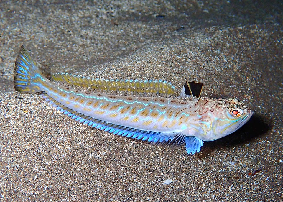 Now it's out in the open with its elegant livery. The defense fin with venom rays of Trachinus draco is evidenced by a deep aposematic black.