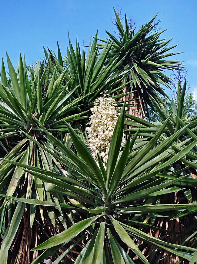 Le foglie di Yucca gigantea hanno i margini seghettati e possono raggiungere 1 m di lunghezza e 4-5 cm di larghezza al centro.