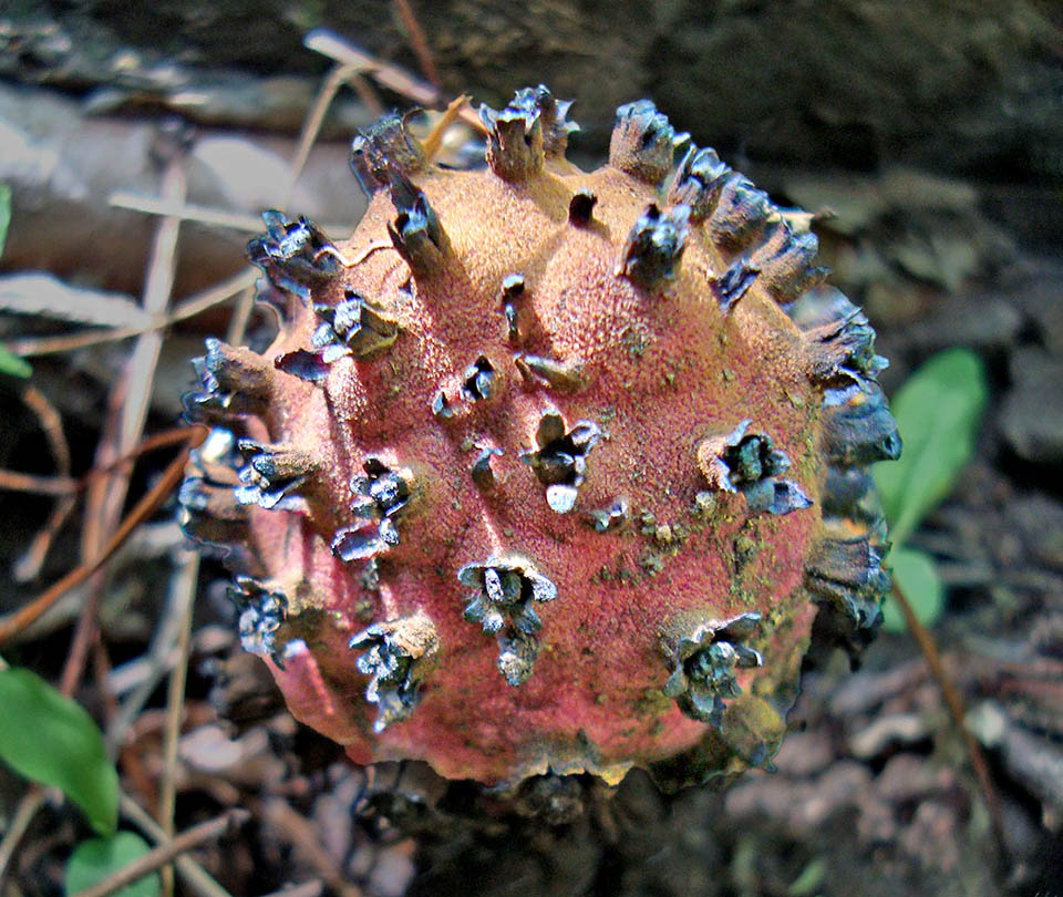 Après la fécondation les ovaires de Bdallophytum andrieuxii grossissent. Les fruits concrescents contiennent de nombreuses graines.