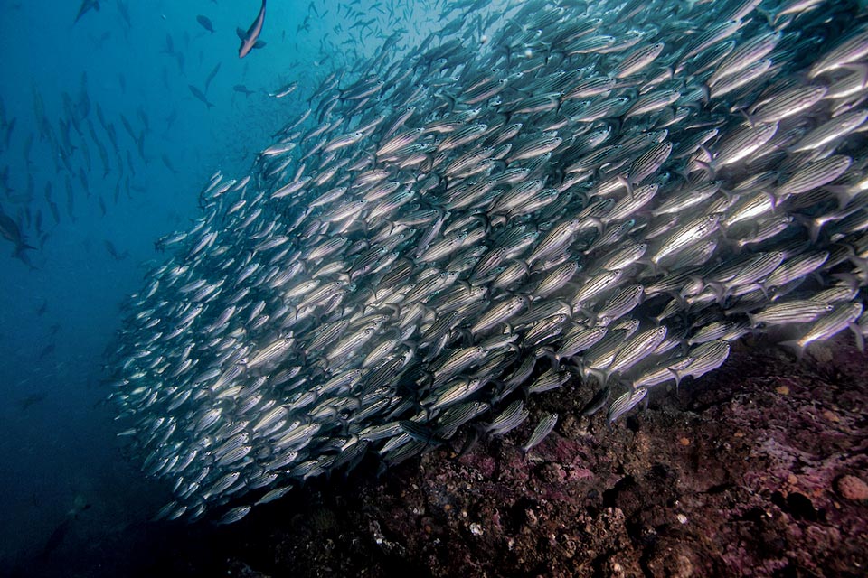 Qui si sono integrati visivamente a un roccione, come fanno altri pesci grugnitori come Brachygenys chrysargyreum o Haemulon flavolineatum. 