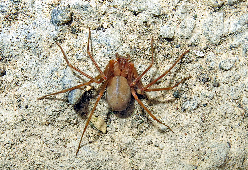 The females', greater, body measures 9-10 mm, and in both sexes the colour, more or less clear, has reddish shades as the specific names states.