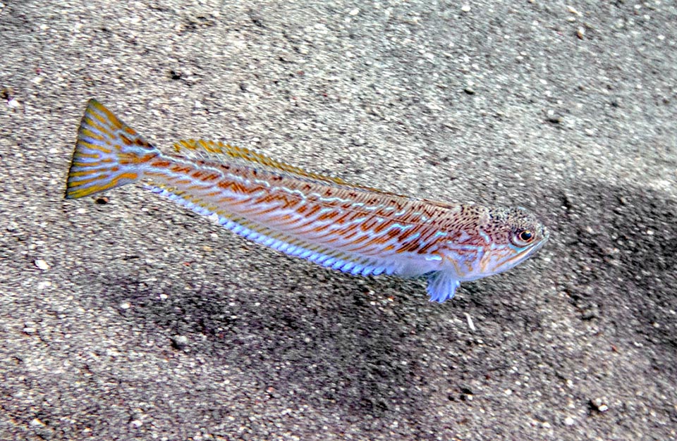 By night Trachinus draco often moves far from the sea bottom looking for preys.