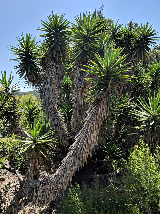 El tronco de Yucca gigantea, cubierto por hojas secas, está formado por un tipo particular de haces conductores sin cambium. Su grosor aumenta con los años gracias a un meristemo secundario que genera nuevos tejidos parenquimáticos y haces.