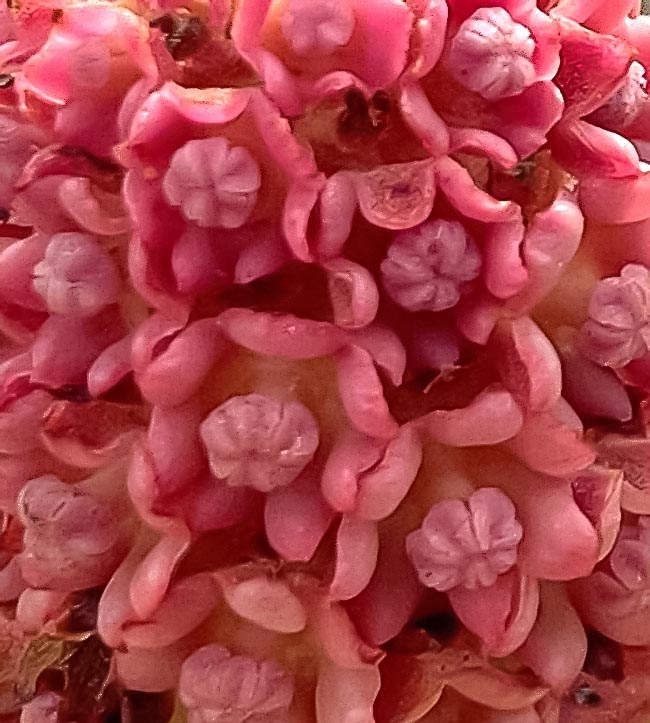 Les fleurs femelles de Bdallophytum andrieuxii ont des périgones de 7 ou 8 segments rouges ou violet foncé, des styles longs de 0,9 à 1,5 mm et des stigmates de 8 à 12 lobe. Les pollinisateurs peuvent être des fourmis, des mouches et des papillons.