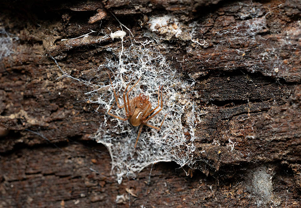 Loxosceles rufescens caccia le prede senza bisogno di ragnatele, ma nel loro rifugio sotterraneo le femmine preparano per i figli un giaciglio di fili sericei.