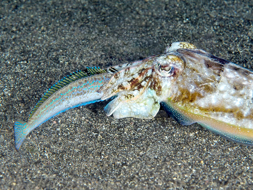 Ma questo Trachinus draco, probabilmente giovane o maldestro, è finito fra i tentacoli di una seppia esperta che sa evitare i raggi avvelenati.