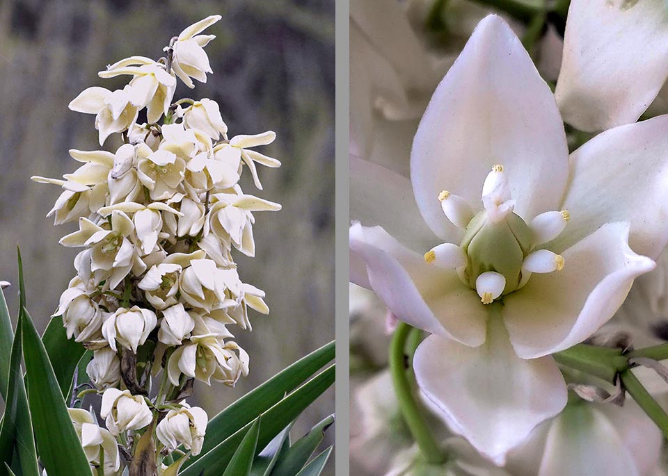 L'inflorescence est une panicule dense, érigée, de 60-90 cm. Le périgone des fleurs est en cloche, les tépales de 3-4 cm de long sont elliptiques. Les étamines à filaments courts et épais sont étroitement apposées à l'ovaire oblong surmonté d'un court style à trois stigmates bifides © James Bailey (à gauche) et © Gomez-flores.