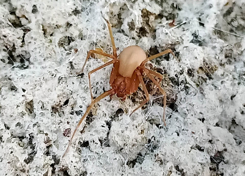 Questa femmina di Loxosceles rufescens ha appena finito il suo paziente lavoro di tessitrice e aspetta un maschio che non si fa attendere.