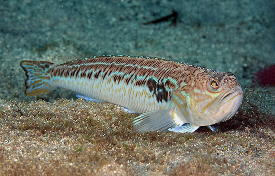 The flesh of Trachinus draco is excellent. The greatest specimens, who exceptionally can reach the length of 53 cm with a maximum weight of 1,9 kg, usually end up fried, boiled or baked, whilst the smallest ones are ingredients of the bouillabaisse, the famous soup with pieces of fish and potatoes, emblem of Marseille.