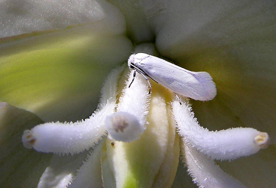 Dans la nature, la pollinisation est assurée par Tegeticula yuccasella, petit papillon de nuit étroitement lié au Yucca par un processus de coévolution.