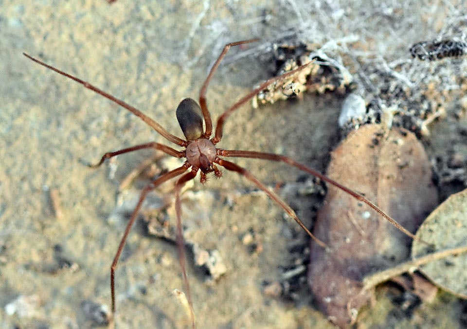 Ecco il maschio di Loxosceles rufescens, metre compie caratteristici movimenti sui fili posti davanti al ricovero della compagna per non essere scambiato per una preda.