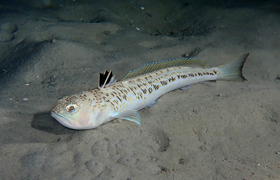 Attention : même mort, quand on le cuisine, les piqûres de ce poisson sont dangereuses et plus encore sur les plages quand on lui marche dessus. Elles peuvent causer des vertiges, des paralysies et parfois de graves réactions allergiques anaphylactiques. Les premiers soins consistent à plonger la partie touchée dans de l'eau chaude vu que le venin est thermolabile entre 40 et 50 °C.