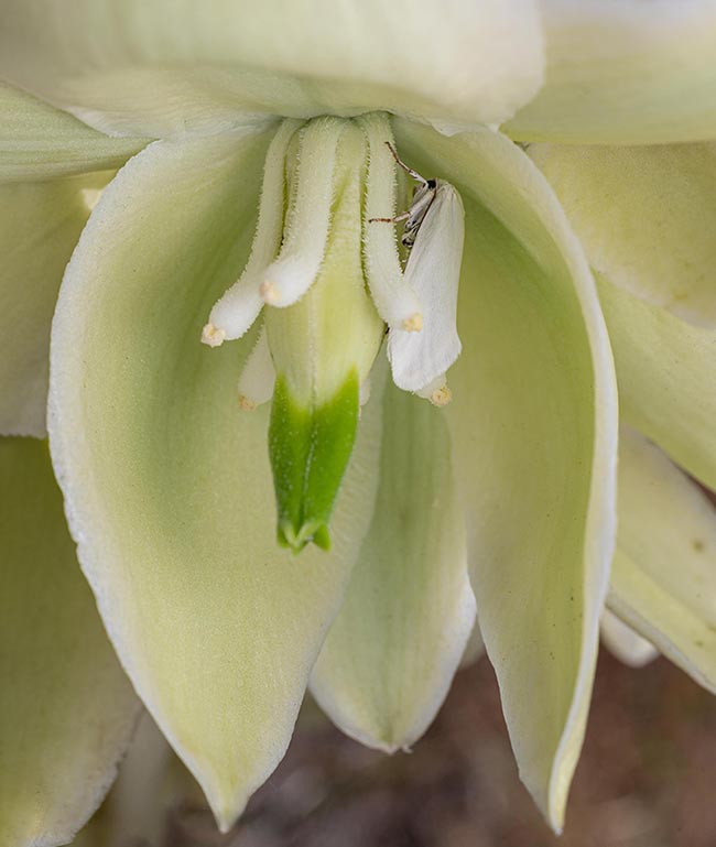 Les femelles déplacent en effet le pollen d'une plante à l'autre et pondent des œufs sur l'ovaire de chaque fleur. Une partie du fruit nourrira les larves qui finiront leur cycle au sol, mais des graines se formeront tout de même.