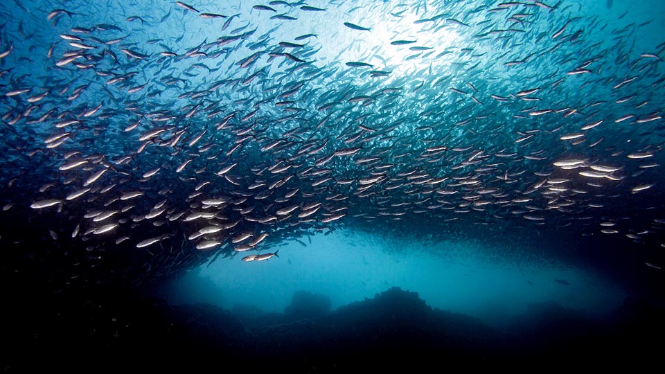 La resilienza di Brachygenys jessiae e la vulnerabilità alla pesca bassa. L’unico rischio, che incombe sulla specie, è la crescente frequenza e intensità del surriscaldamento marino.