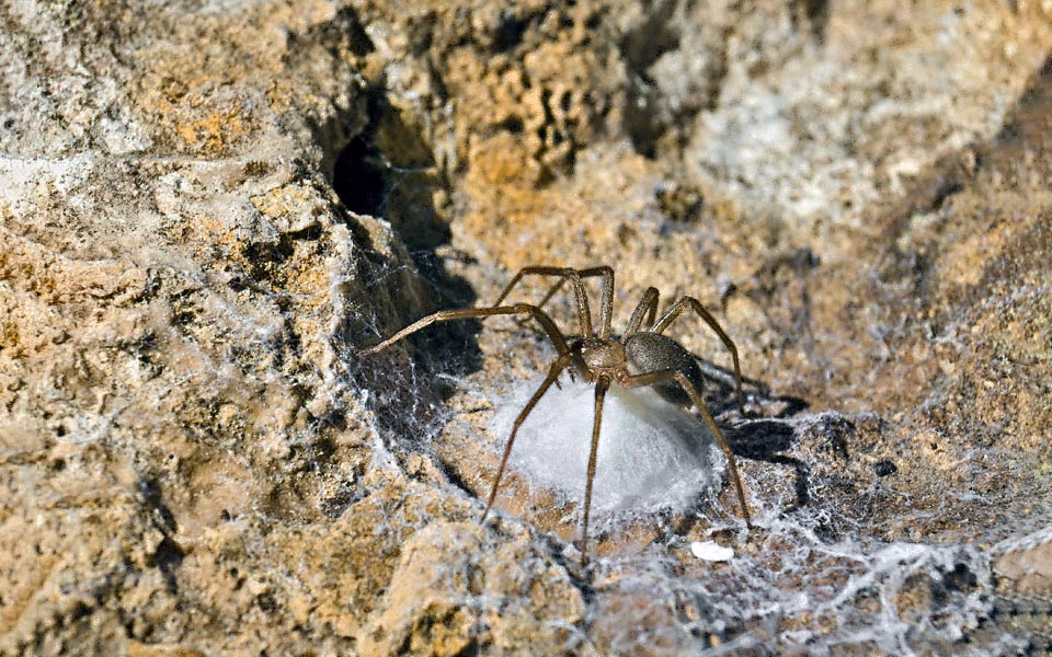 Dopo l’accoppiamento la femmina depone le uova in un sacco ovigero che sorveglia, come d’uso nel mondo dei ragni, fino alla schiusa.