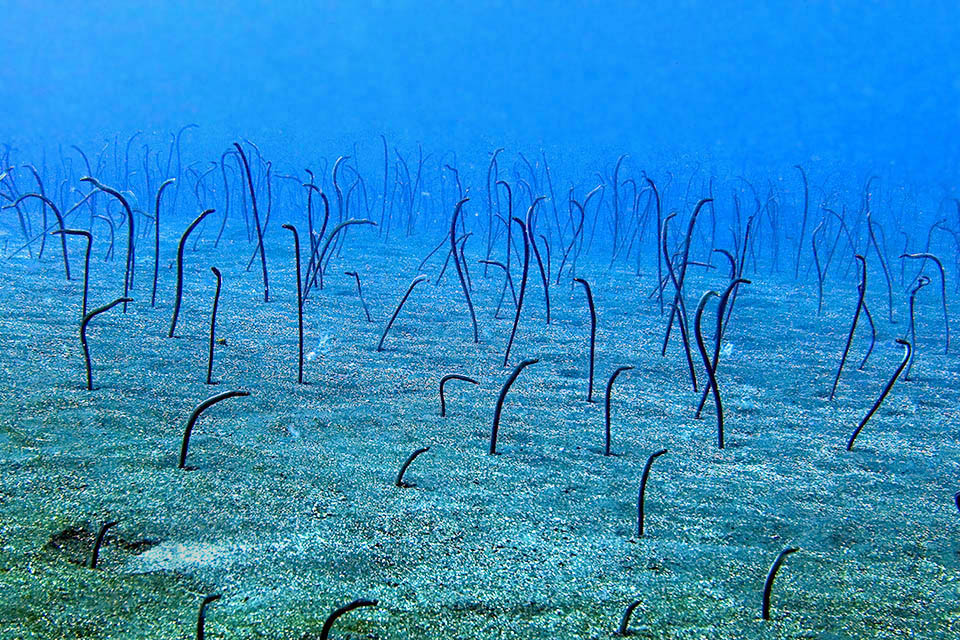 Similar dimensions have the thin Brown garden eels (Heteroconger longissimus) that emerge from the Atlantic seabeds like stems moved by the wind.