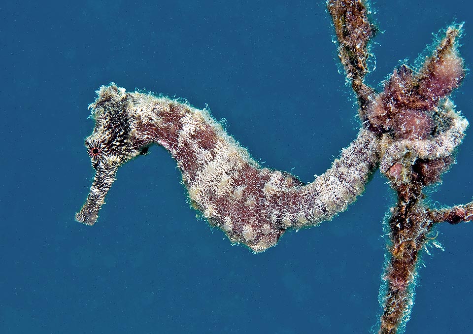 The Longsnout seahorse (Hippocampus reidi) is the most skilled in the mimetic camouflage with incredible changes of colour in predefined zones.