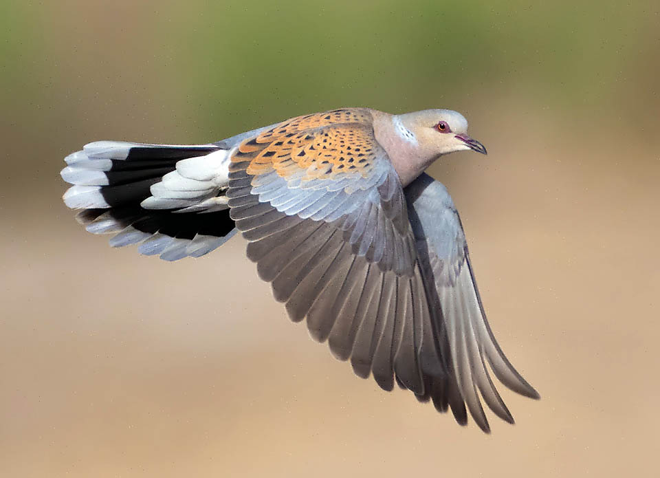 La Tortora comune o selvatica (Streptopelia turtur) è l’unico uccello migratore appartenente alla famiglia dei Columbidae.