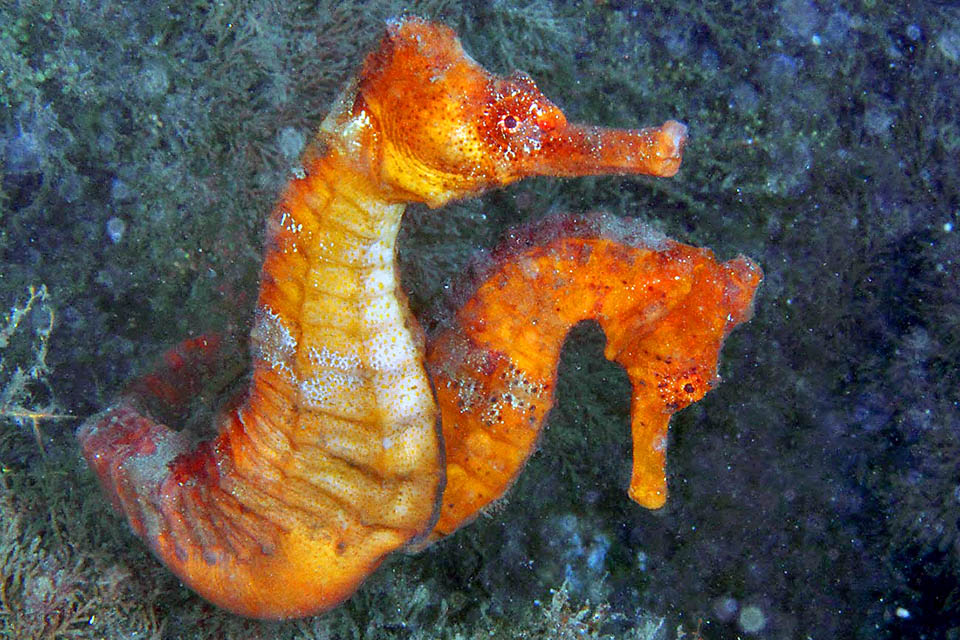 Hippocampus reidi est une espèce monogame et même après voir longtemps courtisé les femelles on le trouve souvent vivant en couple.