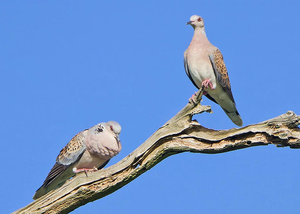 Then continued getting closer also on the branch where the female stays and seems consenting.