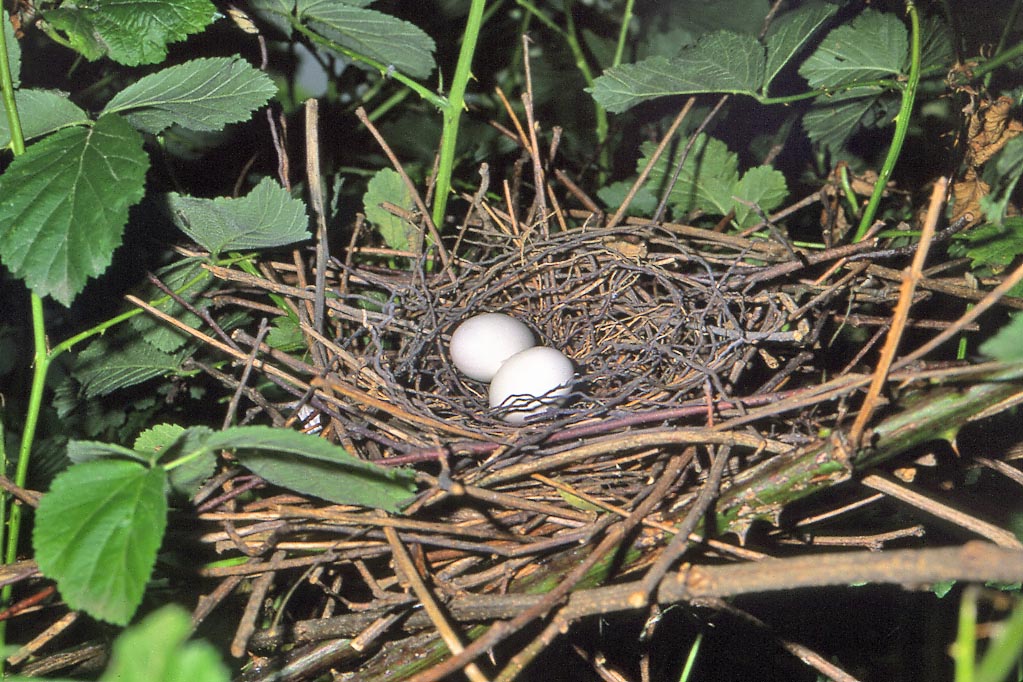 The nest of Streptopelia turtur, rather poorly made and weak, is put on a low horizontal branch. It contains only 2 eggs hatched by both parents.