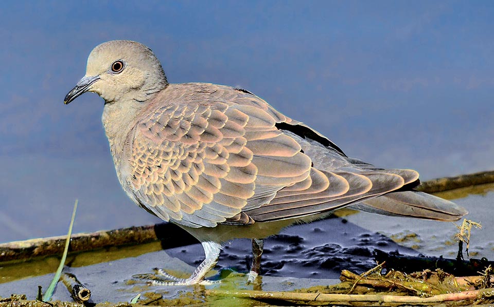 A young of Streptopelia turtur now grown up. For assuming the characteristic adults' features it will have to wait for the moulting of the second year.