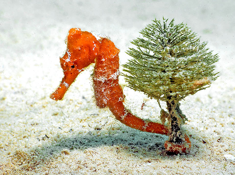 Un jeune attaché à un Penicillus dumetosus. Menacé par les activités humaines Hippocampus reidi figure dans la Liste Rouge de l'UICN des espèces en danger.