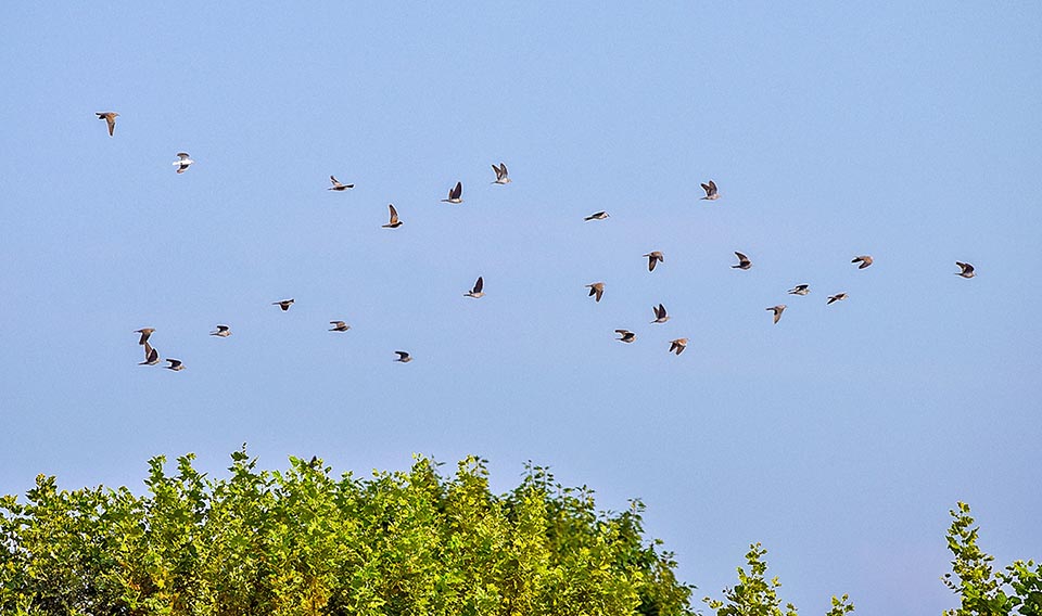 In late summer, with the first weather upheavals, flying flocks of Streptotelia turtur take form bound to sub-Saharan Africa.