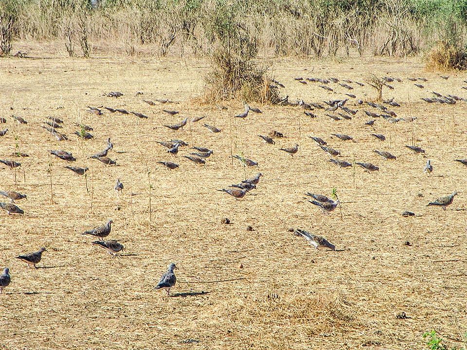 Eccolo atterrato in Senegal mentre pastura in gruppo senza l’abituale comportamento schivo e riservato che mantiene nelle aree di nidificazione.