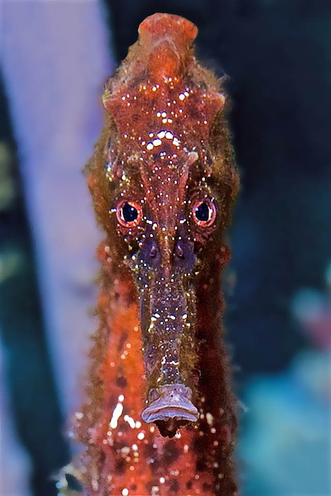 Appelé Hippocampe à long museau ses yeux se déplacent indépendamment comme les caméléons. Ils cherchent les proies puis, en position frontale, ils évaluent bien grâce à leur parfaite vision stéréoscopique la distance à franchir pour les atteindre.