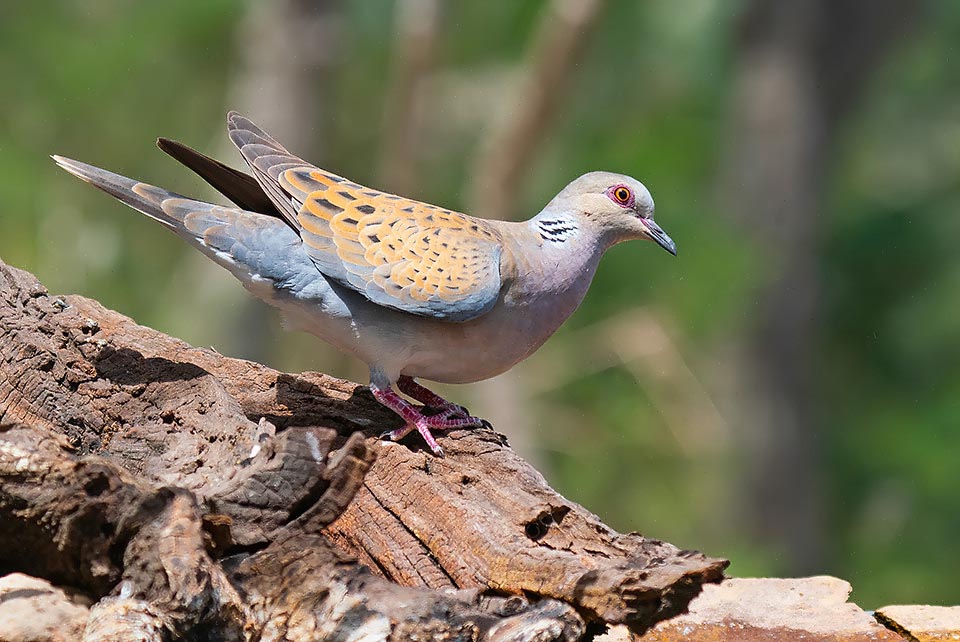 Streptopelia turtur reaches Eurasia from sub Saharan Africa by late spring but is stationary in some North African regions.