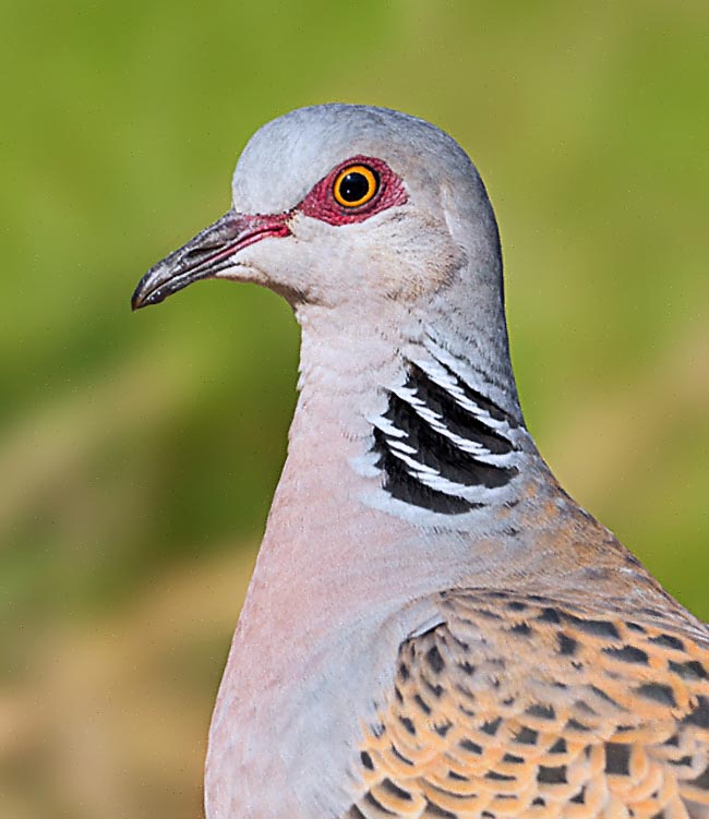 Più piccola, snella ed elegante delle congeneri presenti in Europa, Streptopelia turtur ha il petto roseo, l’occhio bordato da una pelle rosso cupo ed un caratteristico semi collare obliquo a strisce bianche e nere.