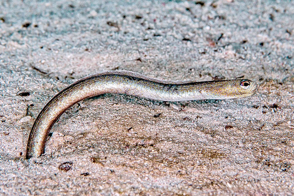 Questo Heteroconger longissimus all’orizzontale ha forse visto un piccolo gasteropode prosobranco che si avvicina, ignaro del pericolo, alla sua dimora.