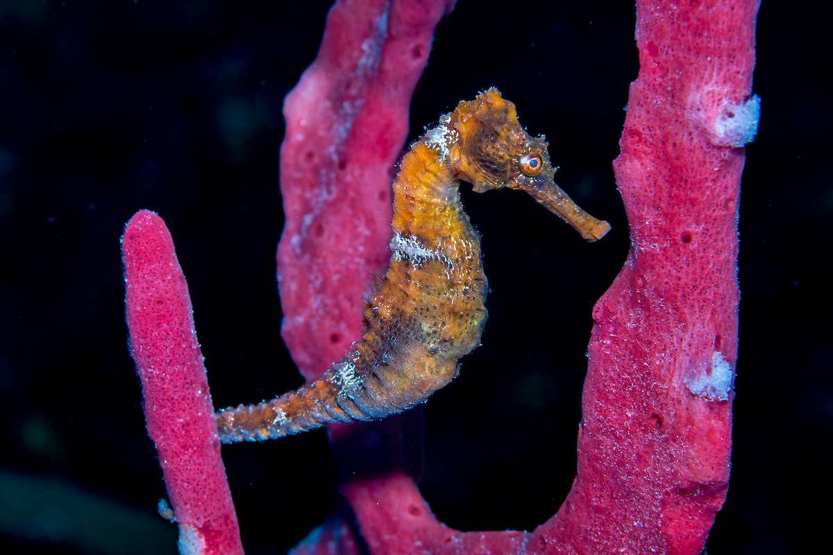 Ici, agrippé à une éponge-corde, Amphimedon compressa, il en imite même les détails en agissant sur la couleur de ses bandes dorso-latérales.