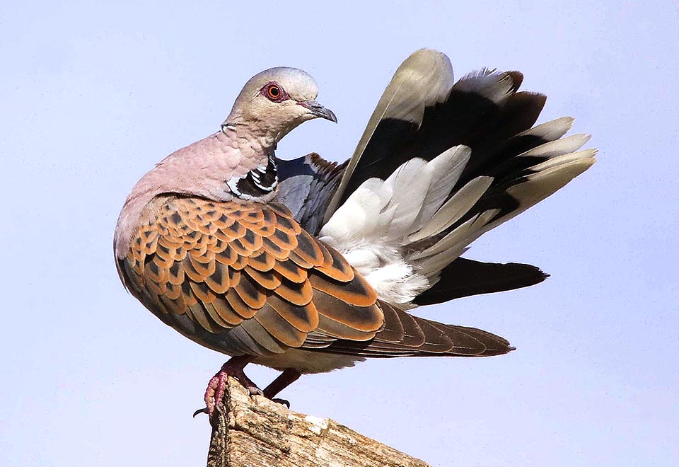 The shoulders have scale-shaped coverts, black with hazelnut brown edge, and reaches the length of 30 cm with a wingspan of about 50 cm.