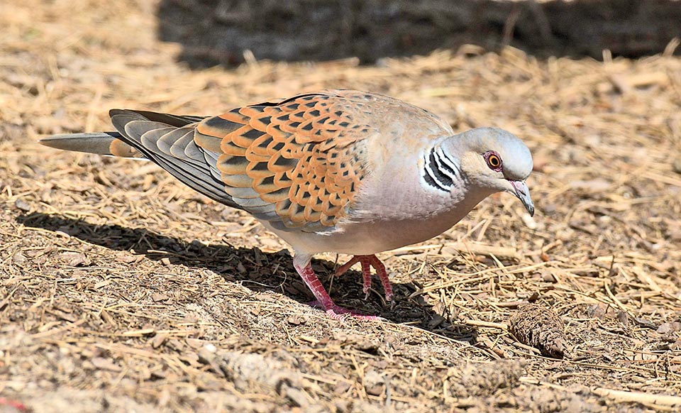 Streptopelia turtur is a granivorous bird eating also small fruits like those of the elderberry that help him in storing the fat necessary for the long return flight.