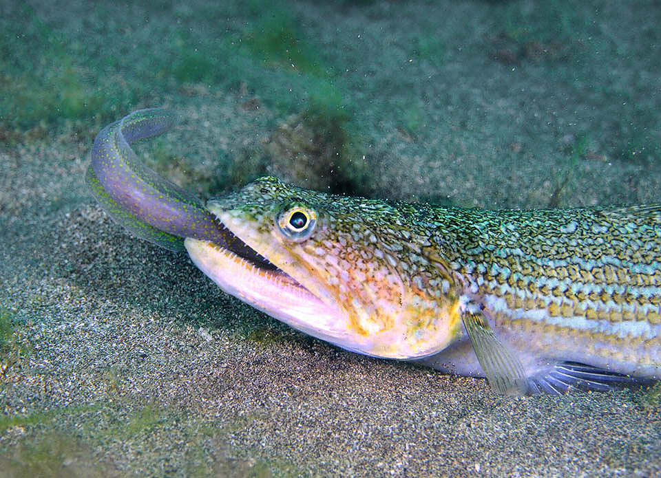 Un pesce lucertola (Synodus saurus) ne approfitta e piomba fulmineo sull’imprudente Heteroconger longissimus.