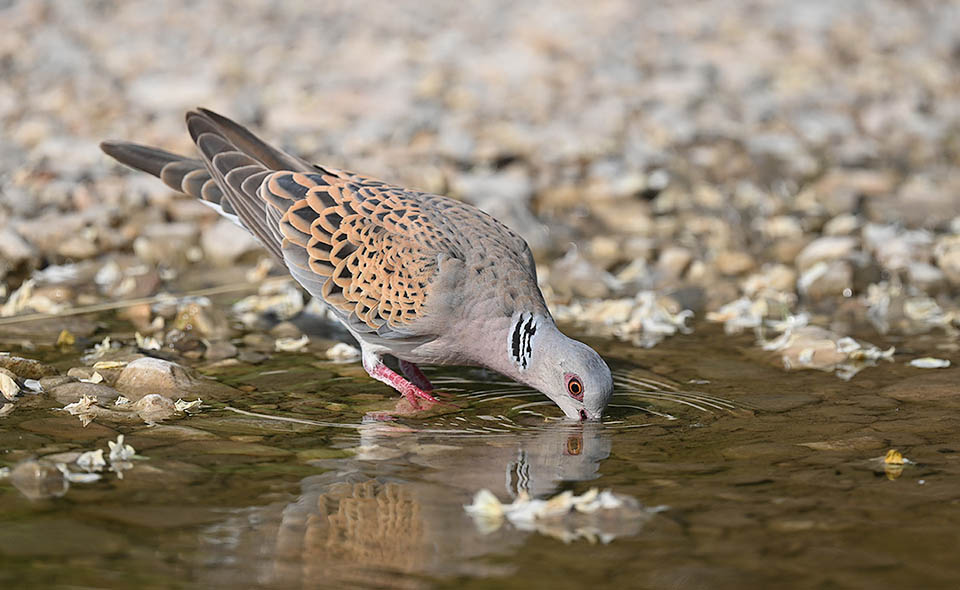 Here quenching its thirst. Even if living in arid sites Streptopelia turtur cannot help but drink.