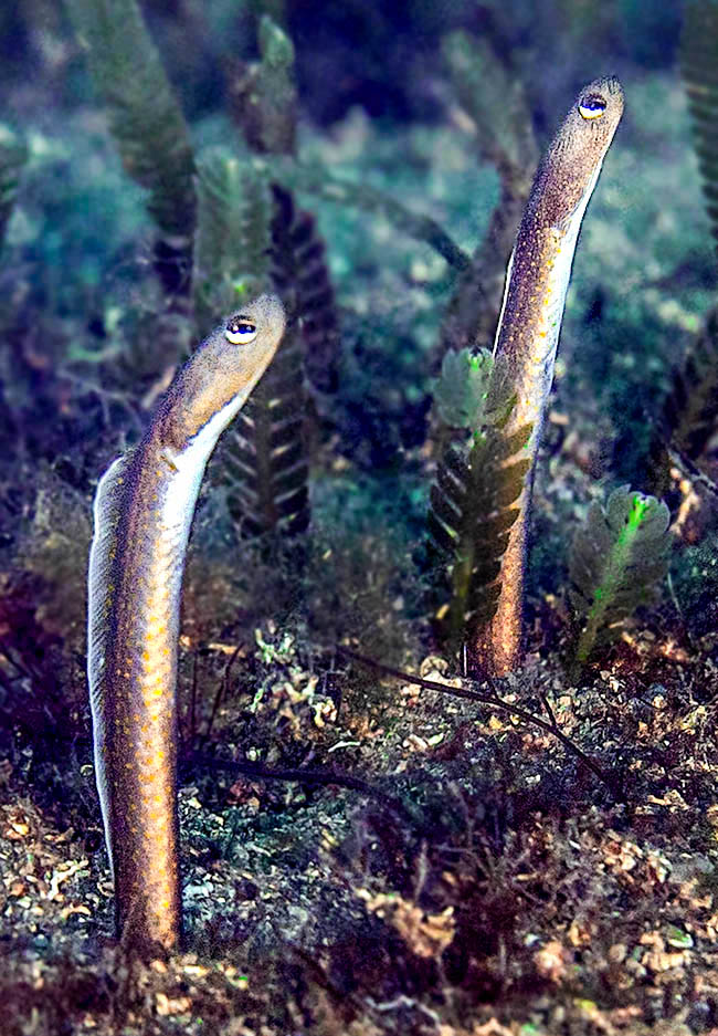 Le Anguille da giardino marroni non mostrano dimorfismo sessuale. Pare si riproducano durante l’estate e le larve crescono per 6-8 mesi in acque profonde, anche oltre i 900 m.