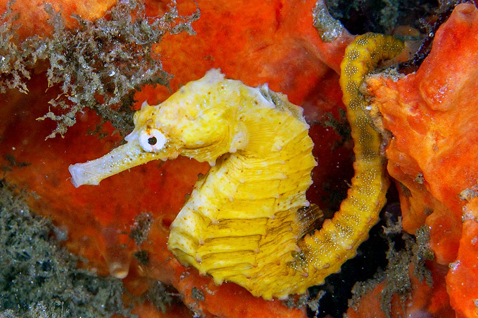 Le corps de cette femelle de Hippocampus reidi est en effet lisse et protégé par une cuirasse de plaques osseuses aux pointes arrondies appelées anneaux à cause de leur forme.