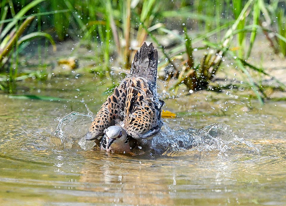 Qui ne approfitta anche per lavarsi e nidifica quasi sempre non lontano dai corsi d’acqua.