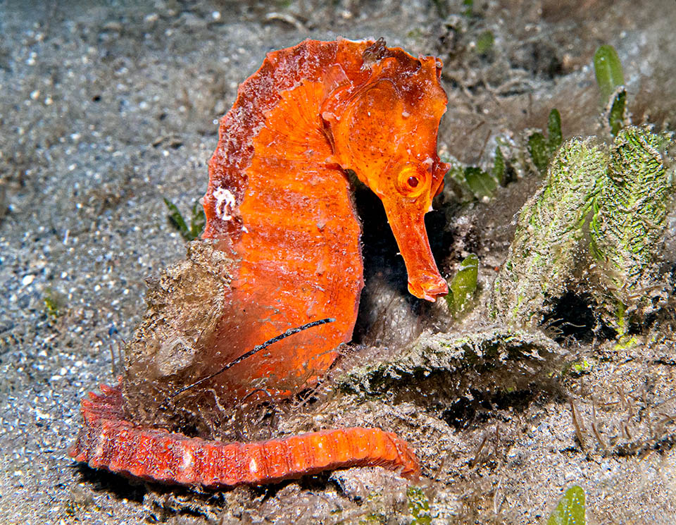 Comme tous les hippocampes Hippocampus reidi est une espèce ovovivipare. Les mâles ont au niveau du ventre une poche servant à l'incubation des œufs.