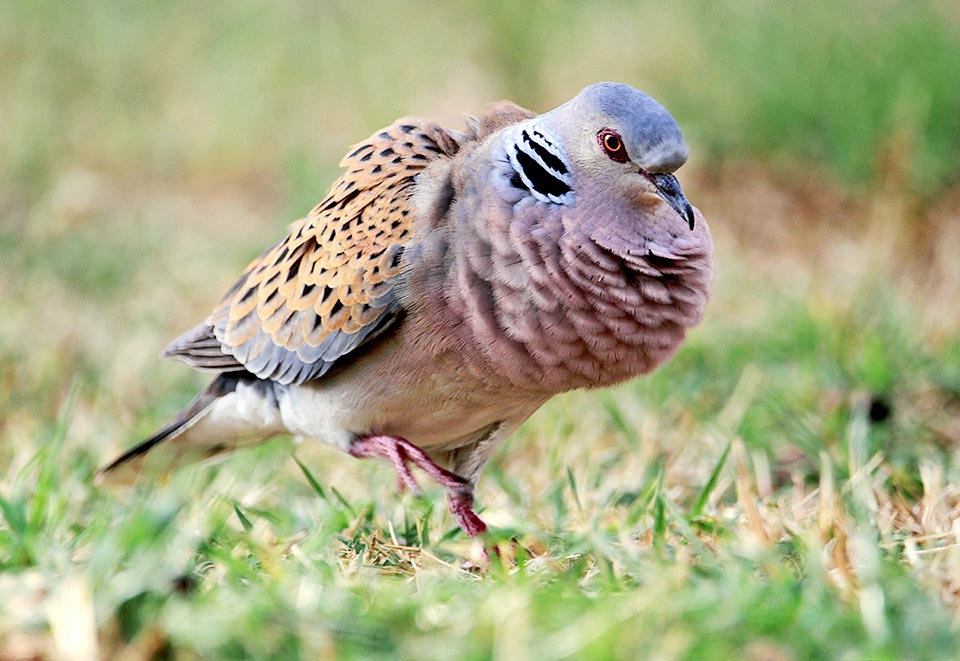 Eccolo mentre gonfia il petto gorgogliando nella caratteristica parata nuziale dei Columbidae.