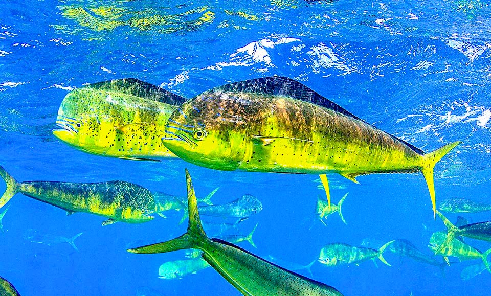 Una coppia di Coryphaena hippurus con altre varianti di colore. La femmina in primo piano si distingue per il profilo del capo tondeggiante.